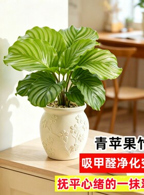 青苹果竹芋盆栽绿植花卉吸除甲醛