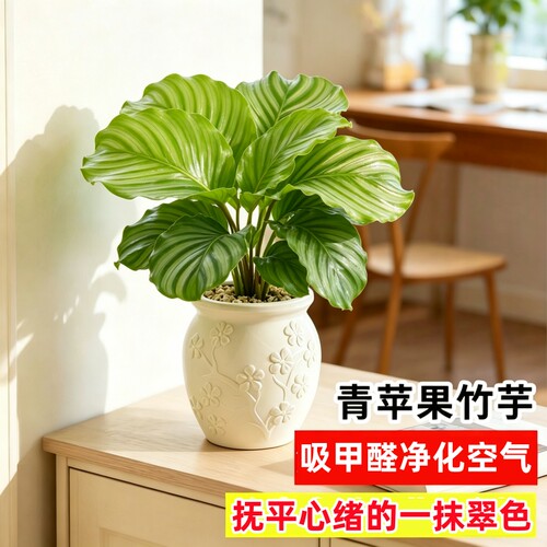 青苹果竹芋盆栽绿植花卉吸除甲醛