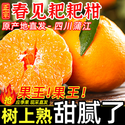 四川蒲江春见耙耙柑丑橘粑粑柑当季新鲜孕妇水果柑橘桔子产地直发
