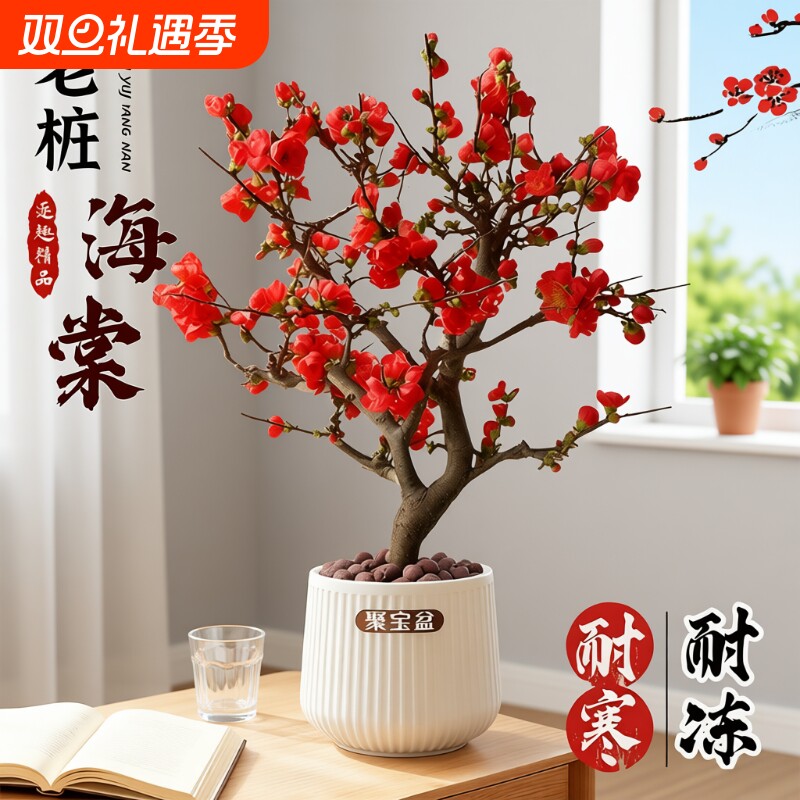 垂丝海棠花盆栽老桩盆景四季开花卉植物室内带花苞重瓣长寿冠树苗