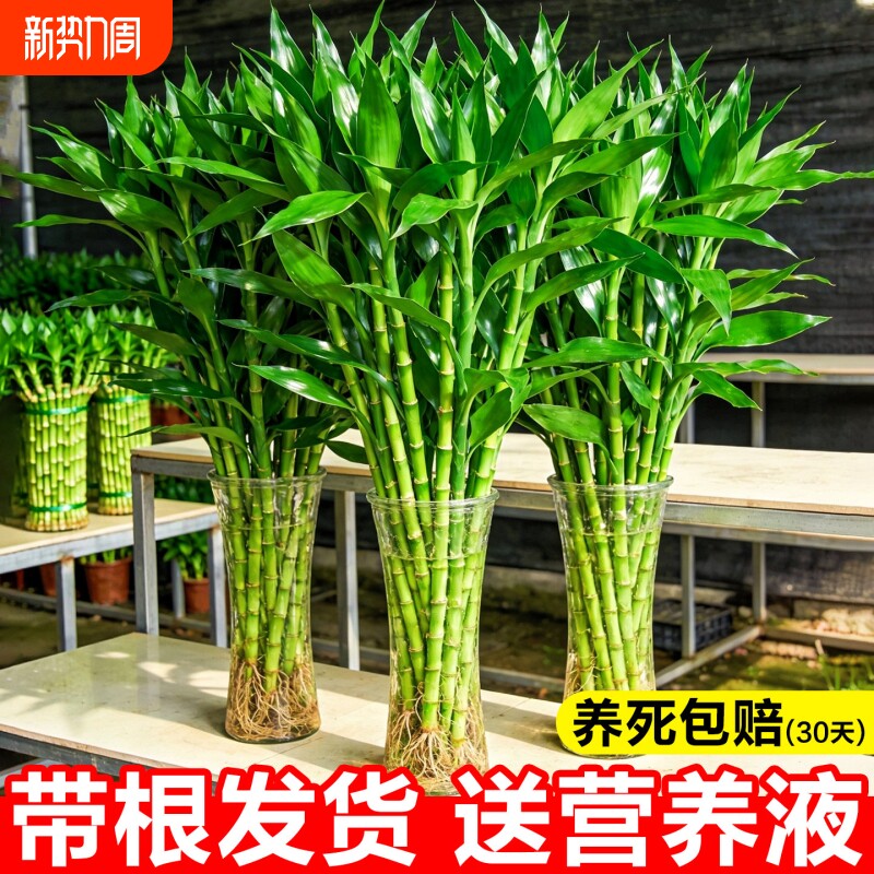 富贵竹水培植物客厅招财转运竹文昌竹办公室桌面绿植室内竹子盆栽