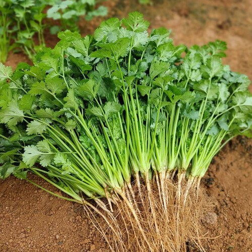 四季香菜种子芫荽根秋冬蔬菜盆栽菜籽籽种大全阳台种植耐热大叶