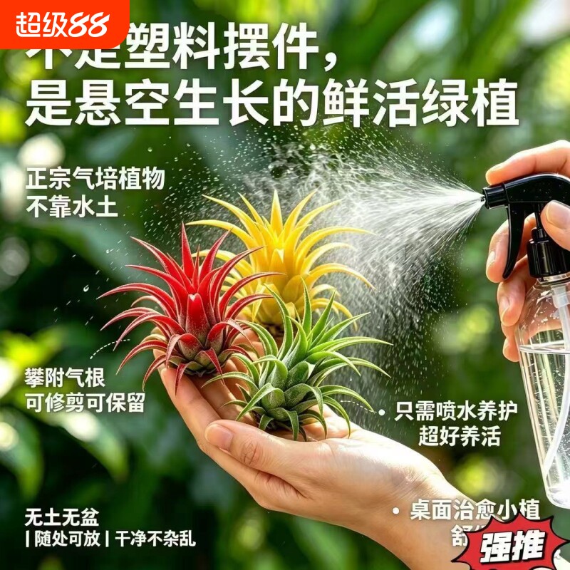 空气凤梨小精灵趣味盆栽图片
