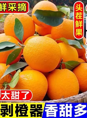 正宗秭归伦晚脐橙橙子新鲜当季水果手剥果冻冰糖甜橙大果整箱包邮