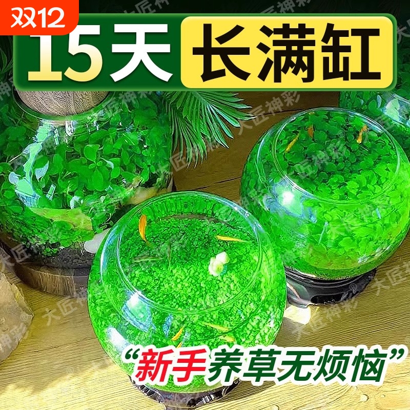 鱼缸水草种子生态种籽水培真草装饰造景养鱼沉木室内水质植物牛毛