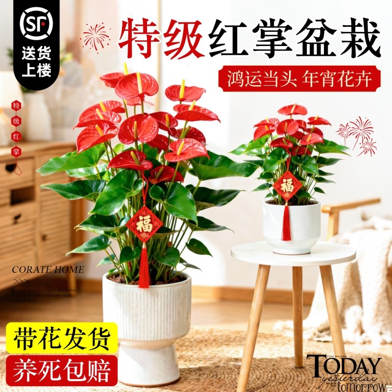 红掌盆栽带花特大号客厅植物年宵花卉室内大绿植鸿运当头四季好养