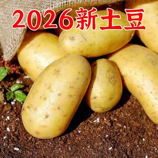 2026年新土豆农家土豆露天种植洋芋本地新鲜现挖土豆黄心马铃