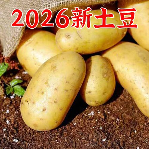 2026年新土豆农家土豆露天种植