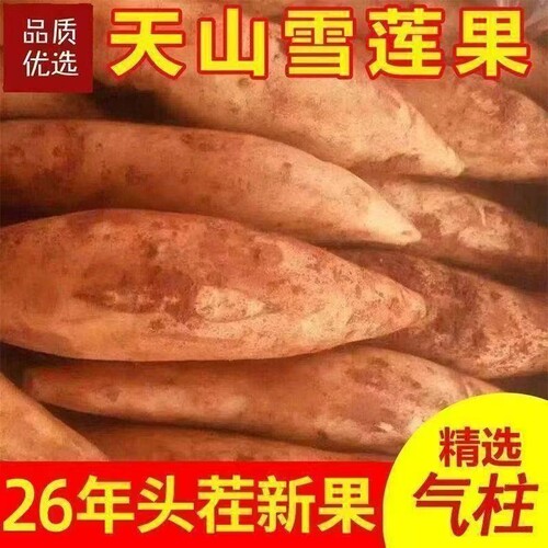 云南天山雪莲果新鲜水果当季现挖脆甜红心雪连果时令大果整箱包邮
