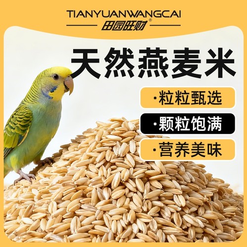 鹦鹉训练奖励零食辅食油葵黑瓜子加纳利子燕麦麻子南瓜子苏丹草籽
