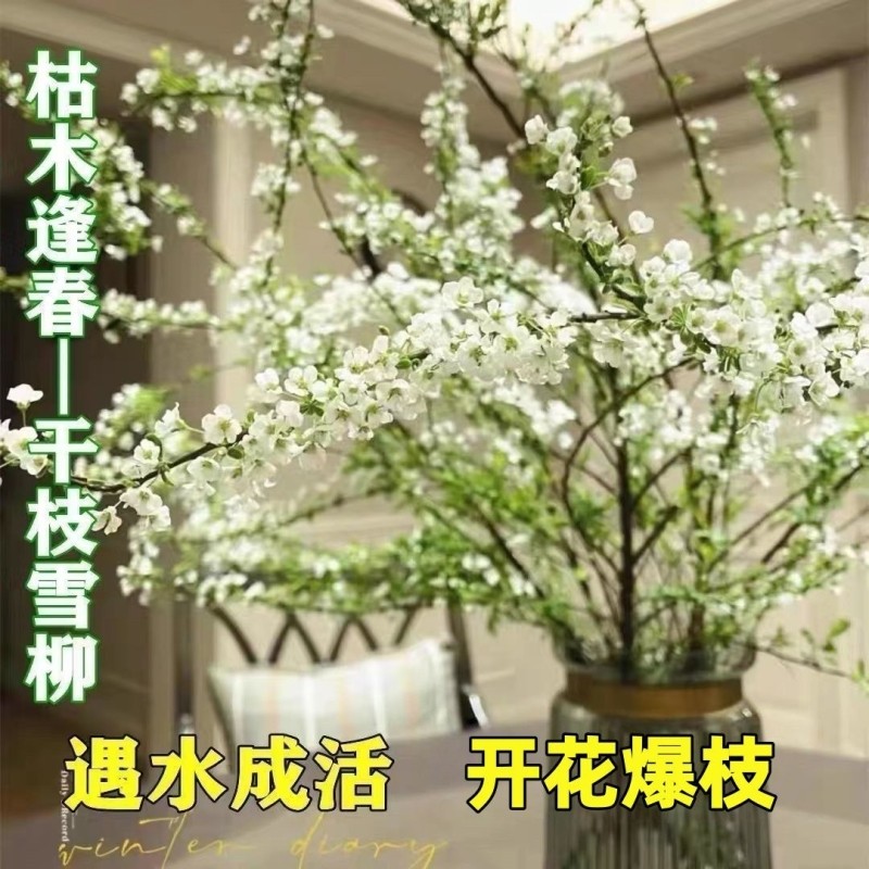 水培雪柳干枝支鲜枝水养插花植物鲜花卉室内盆栽绿植龙柳好活客厅