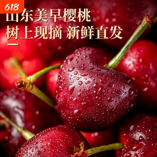 山东烟台  美早大樱桃特大没早现摘现发车厘子新鲜整箱发货源头
