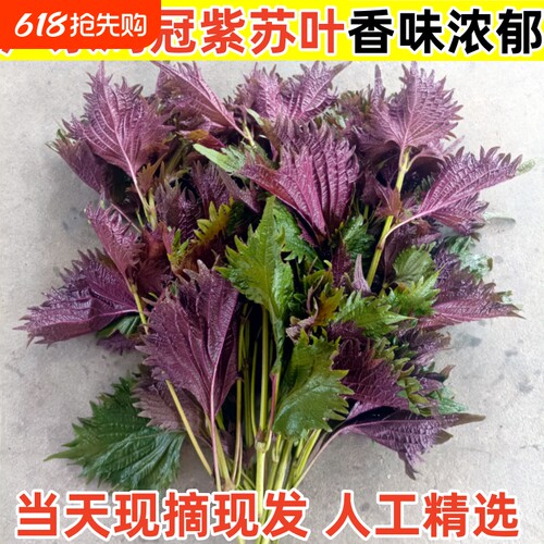 广东邹叶鸡冠紫苏叶现摘现发紫苏幼苗庭院盆栽可食用鸡冠紫苏新鲜