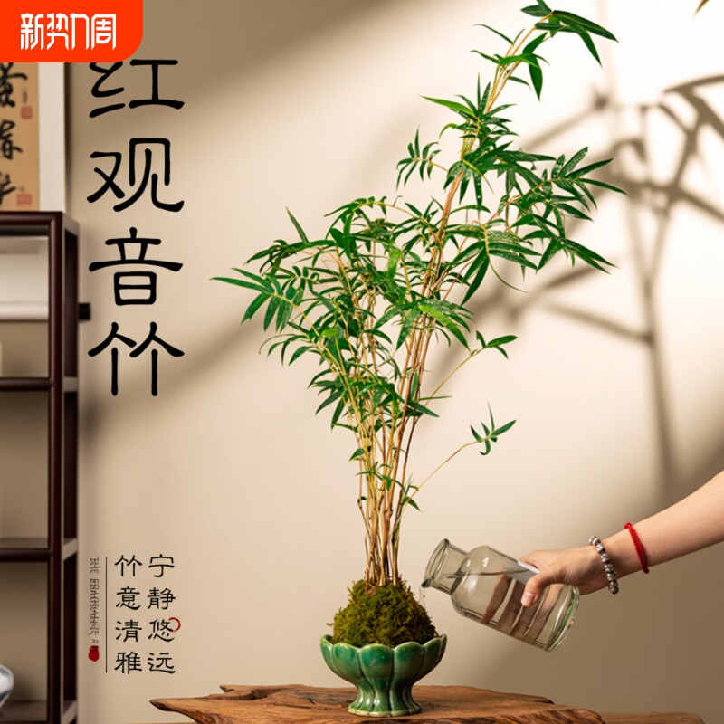红观音竹米竹盆栽客厅室内中式好养盆景摆件四季常青书房耐阴绿植