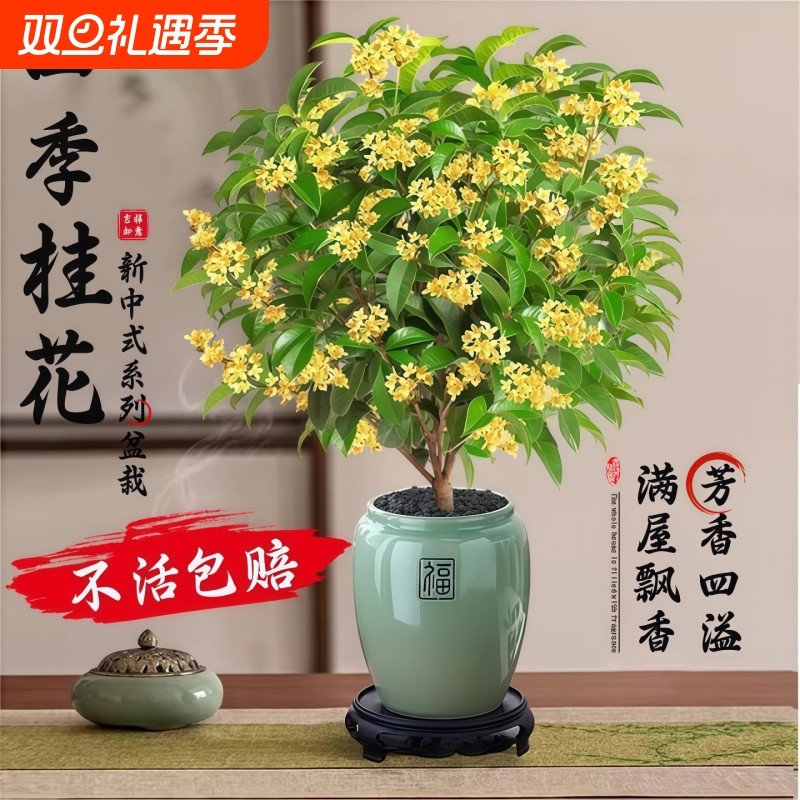 四季桂花盆栽金桂浓香型绿植室内花卉桂花树苗老桩阳台植物可食用