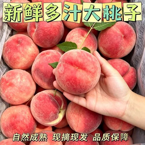 正宗蜜桃青皮桃子新鲜脆桃脆甜多汁硬桃毛桃非水蜜桃桃子整箱包邮