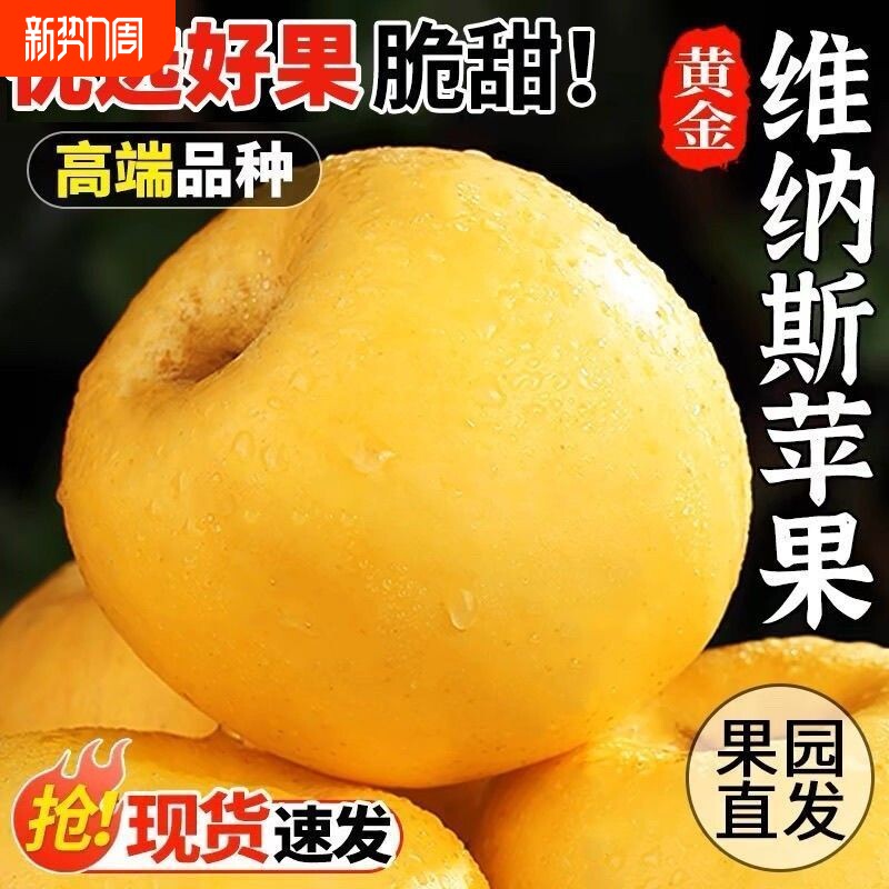 正宗山东烟台维纳斯黄金正宗维纳斯黄金苹果当季新鲜山东纯甜直发