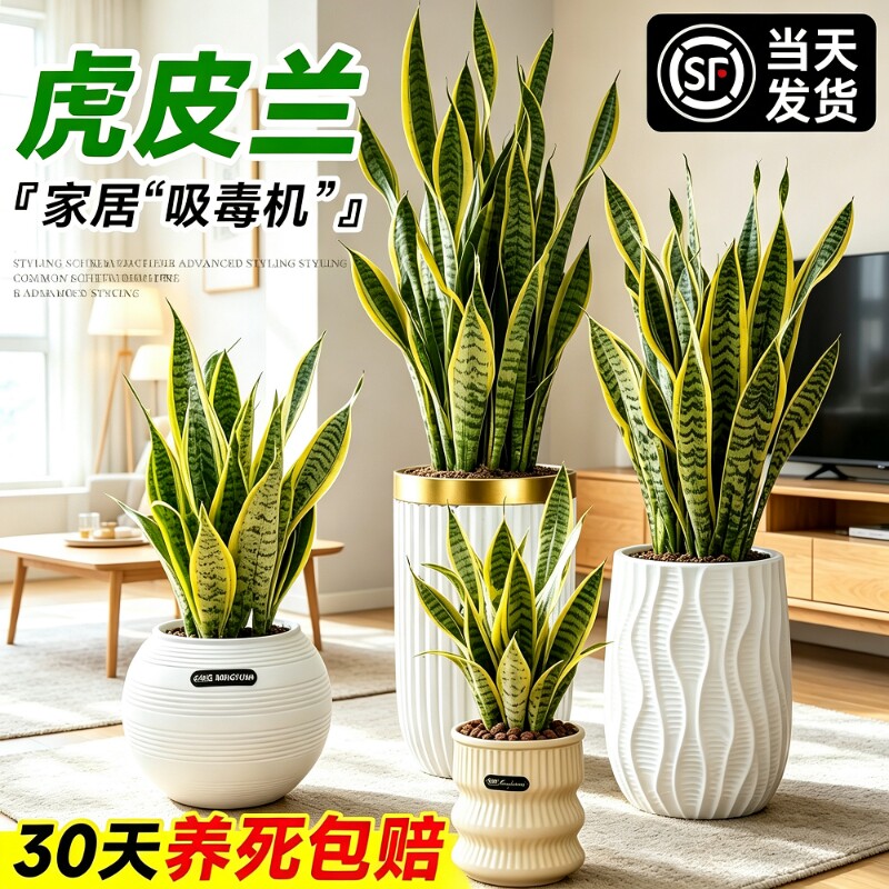 金边虎皮兰绿植办公室室内客厅阳台大型盆栽净化空气四季好养植物