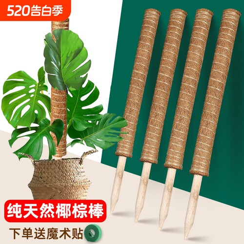 椰棕棒龟背竹支撑杆绿萝固定花架