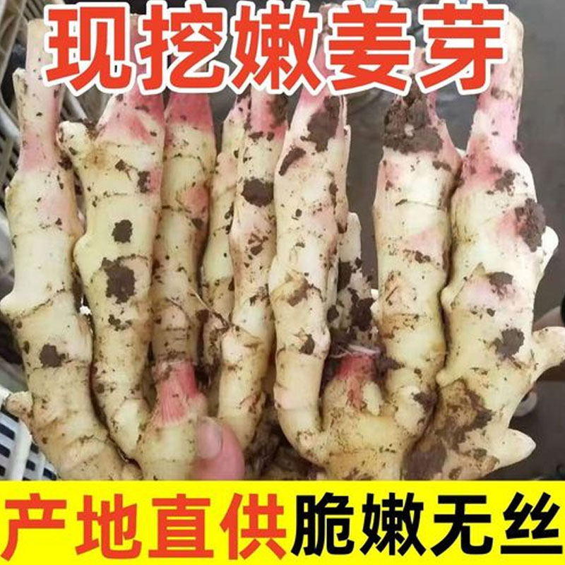 嫩姜仔姜新鲜子姜鲜姜醋泡姜红芽姜当季蔬菜农家自种现挖现发批发
