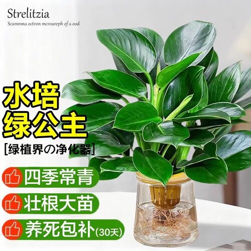金钻盆栽水培大叶绿公主植物室内绿植富贵竹好养绿萝客厅甲醛精品