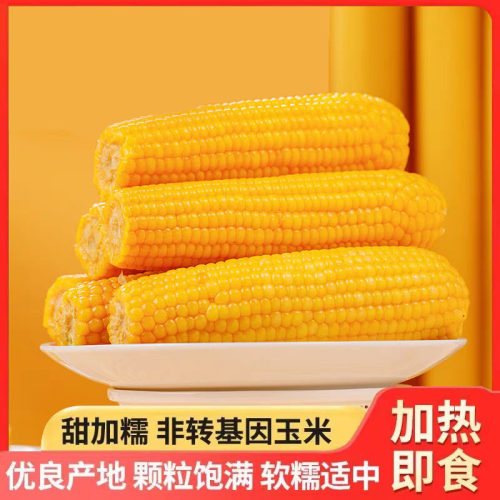 东北黄糯玉米糯九玉米甜糯黄糯玉米