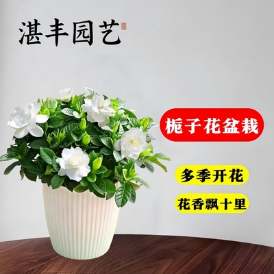 栀子花盆栽带花苞浓香型树苗