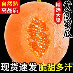正宗黄河蜜瓜甜瓜新鲜水果应当季整箱包邮黄金脆香瓜哈密甘肃民勤