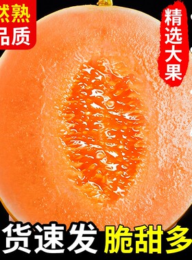 正宗黄河蜜瓜甜瓜新鲜水果应当季整箱包邮黄金脆香瓜哈密甘肃民勤