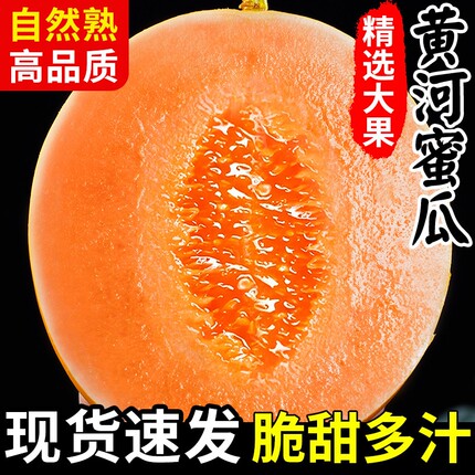 正宗黄河蜜瓜甜瓜新鲜水果应当季整箱包邮黄金脆香瓜哈密甘肃民勤