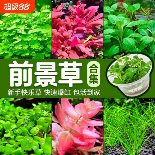 前景爬地矮珍珠鱼缸活无菌杯净水