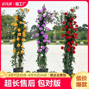 [1米6大苗藤本月季特大花蔷薇花苗爬藤植物四季开花卉盆栽玫瑰阳台]