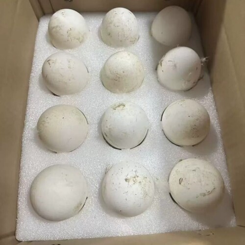 农家散养土鹅蛋新鲜生态鹅蛋孕妇宝宝健康营养新鲜现捡大鹅蛋