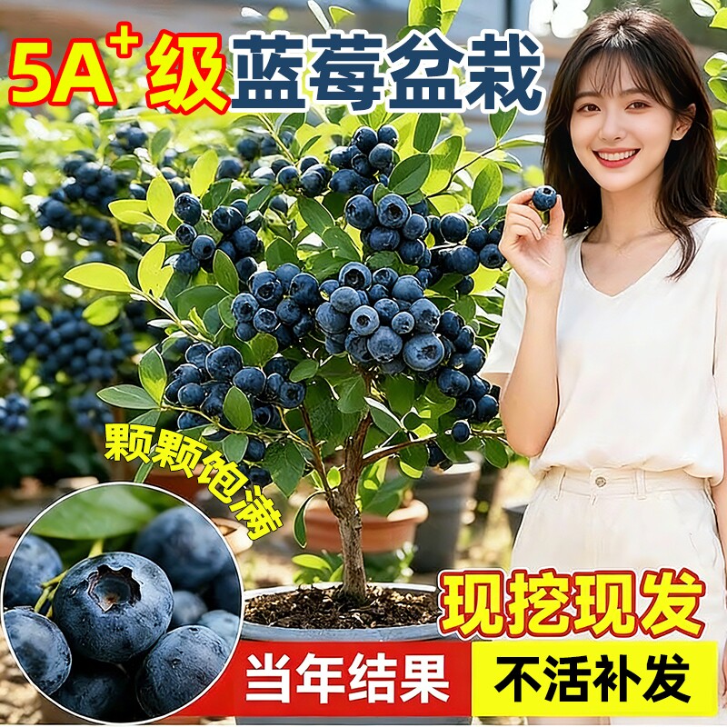 蓝莓树果苗盆栽特大带果蓝梅树苗水果苗种植车厘子四季结薄雾大果