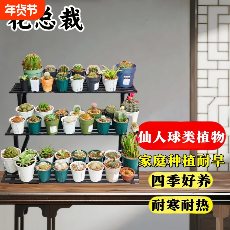 仙人球类植物室内盆栽红太阳金虎精品大全高端多肉仙人掌好看绿植