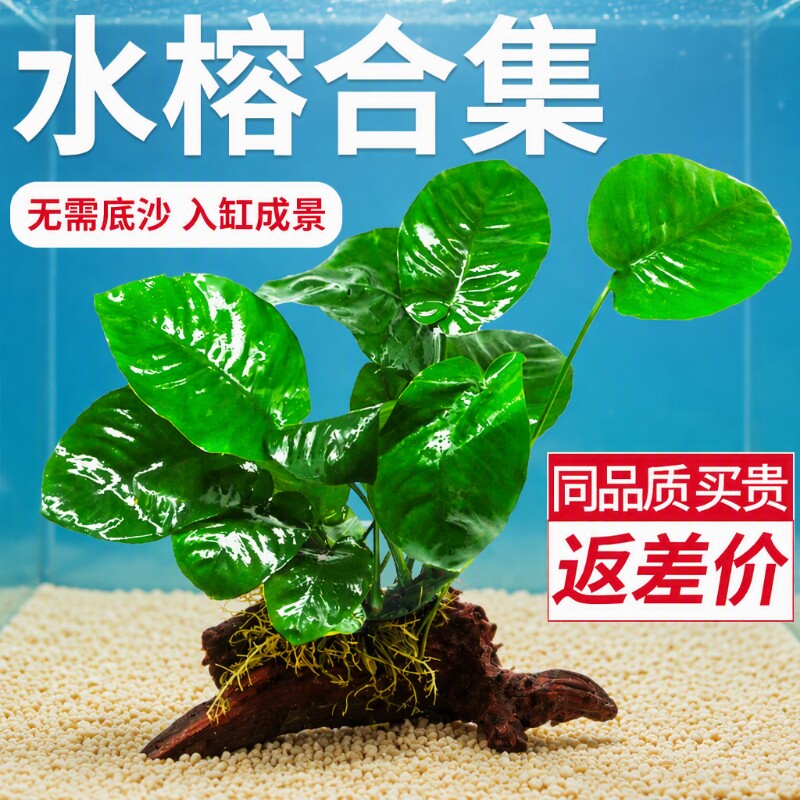 水榕沉木懒人阴性活体生态鱼缸图片