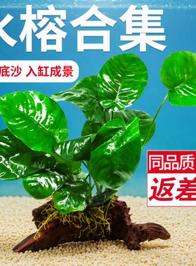 水榕水草沉木九冠|超3000次加购