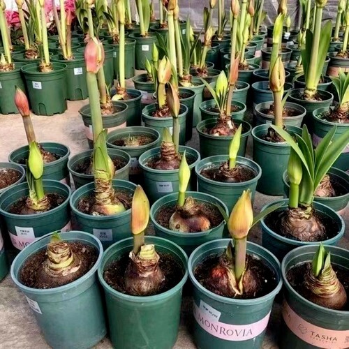 开花荷兰进口重瓣朱顶红盆栽四季开花室内阳台庭院好养活客厅芙蓉