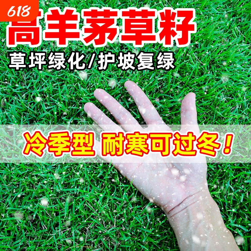 高羊茅草籽耐寒四季青护坡绿化黑麦草庭院草坪种子种植高尔夫地毯