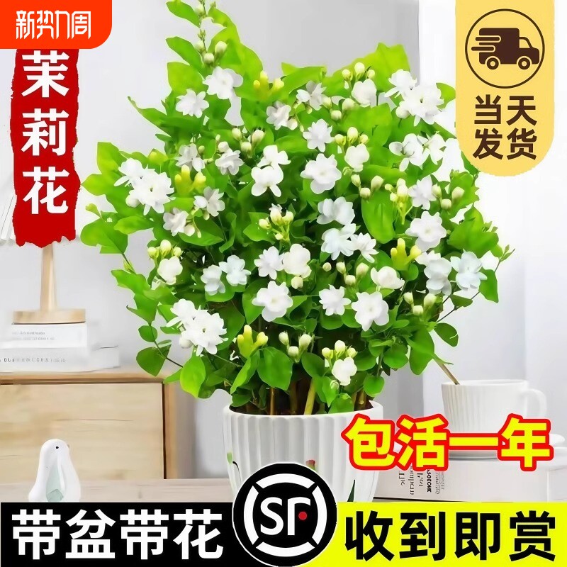 茉莉花盆栽四季开花卉植物室内水培绿植好养活栀子花带花苞九里香