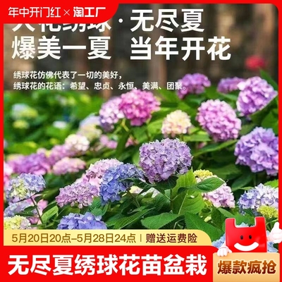 无尽夏绣球花苗盆栽室内花卉玫瑰花苗四季开花好养绿植物庭院室外