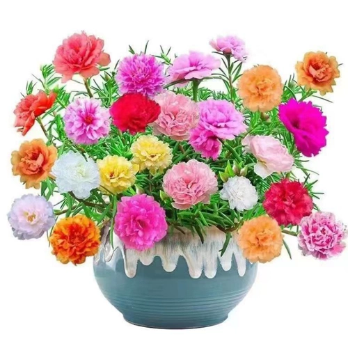 Семена стоматологического лепестка Солнечные цветочные семена Четыре сезона Цветение персидского хризантема -Эзузное внутреннее и открытое двор наблюдал за посадкой балкон