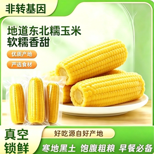 当季新鲜东北黄糯玉米软糯代餐黑土种植甜黏糯玉米棒一年只产一季
