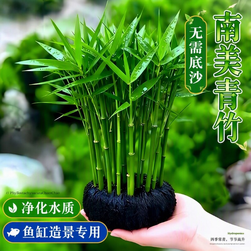 南美青竹坨草净水增氧鱼缸专用图片