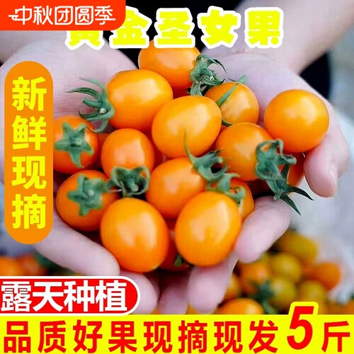 福建新鲜现摘黄色圣女果5斤黄金小番茄3樱桃小西红柿农家孕妇水果