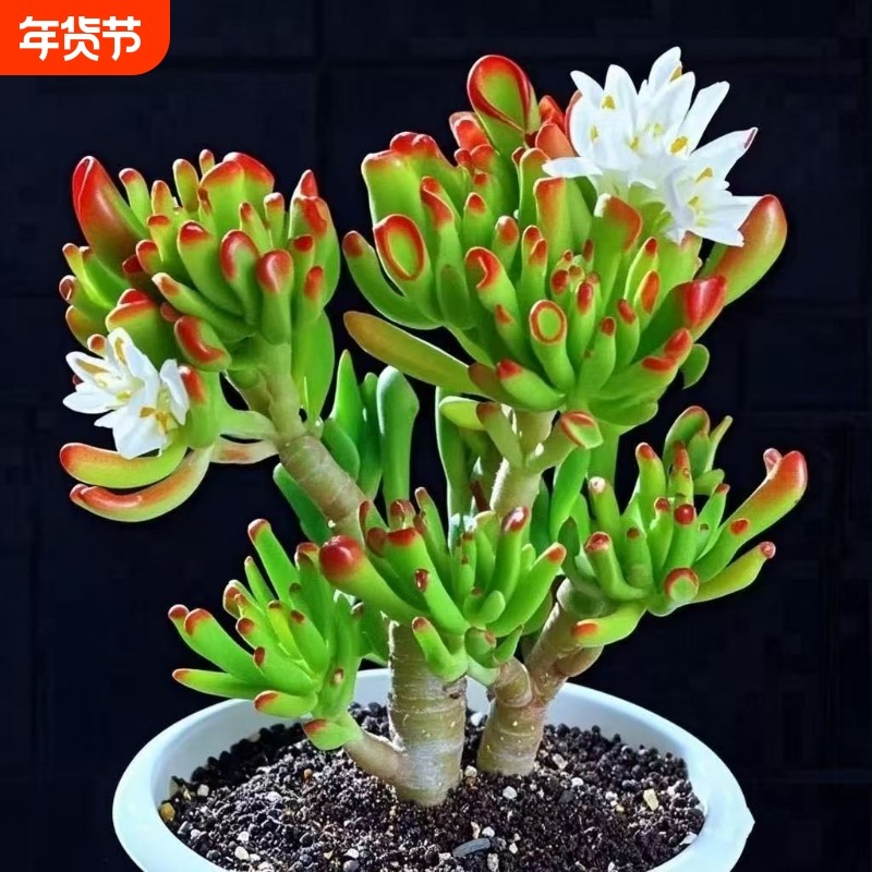 吸财树老桩招财新手好养花卉桌面客厅室内阳台绿植盆栽多肉植物,鲜花速递/花卉仿真/绿植园艺,多肉植物,淘宝优惠券,粉丝福利购,淘宝优惠卷