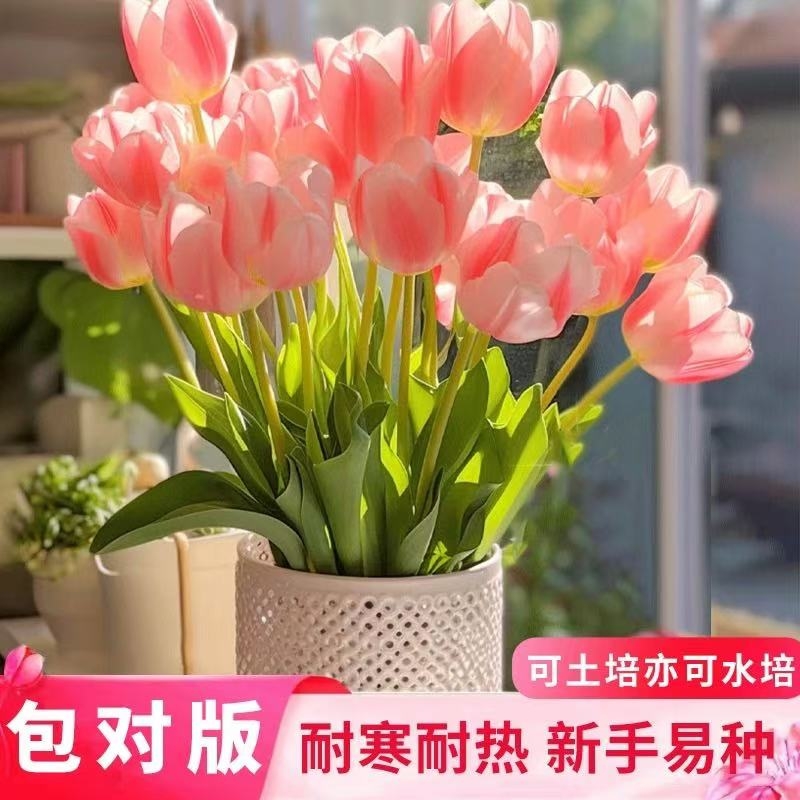 四季十颗郁金香大种球花卉盆栽四季土水培种子风信子百合种球