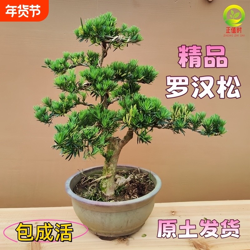老桩罗汉松大型盆景小叶雀舌造型树苗好养迎客松室内小型桌面盆栽,鲜花速递/花卉仿真/绿植园艺,绿植,淘宝优惠券,粉丝福利购,淘宝优惠卷