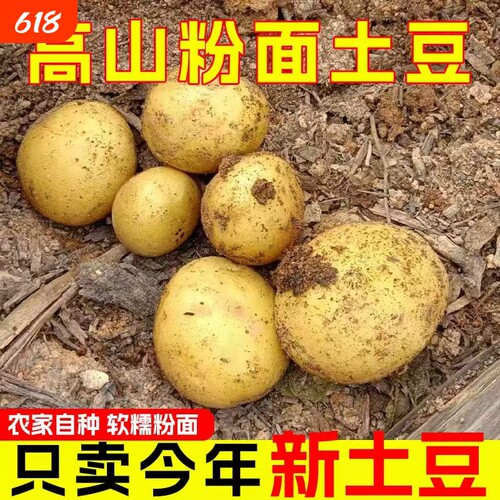 新鲜黄皮黄心大土豆洋芋