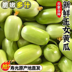 寿光新鲜玉女黄瓜水果小黄瓜非白玉黄瓜小拇指青瓜现摘蔬菜包邮